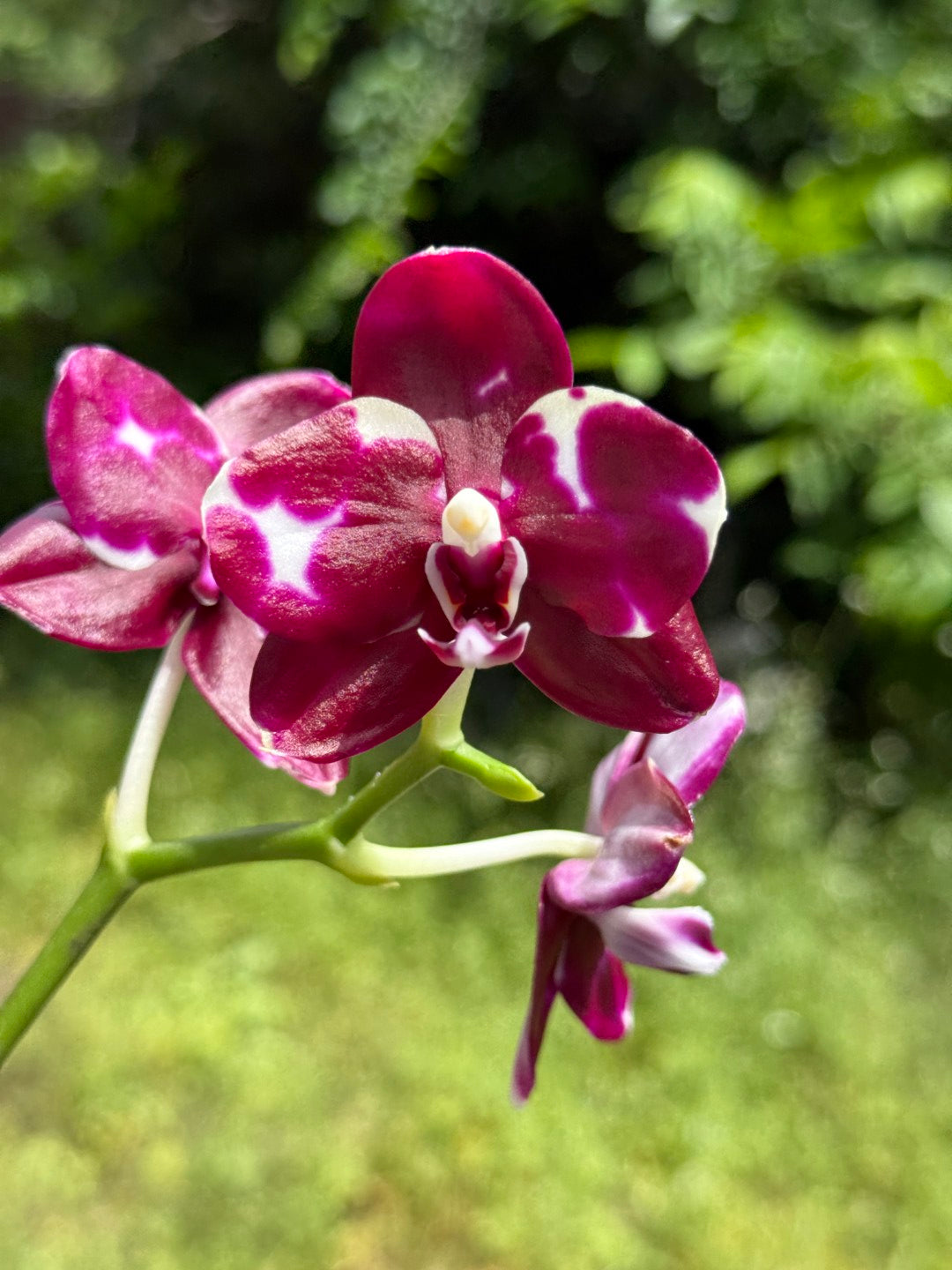 Phalaenopsis Mituo Silver Lining x Mituo Purple Dragon 260423 Flowering Seed Grown