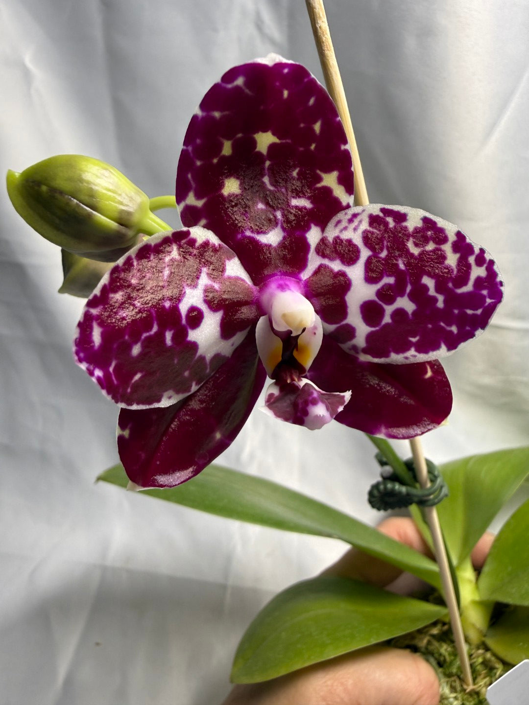 Phalaenopsis Mituo Silver Lining x Mituo Purple Dragon 260424 Flowering Seed Grown