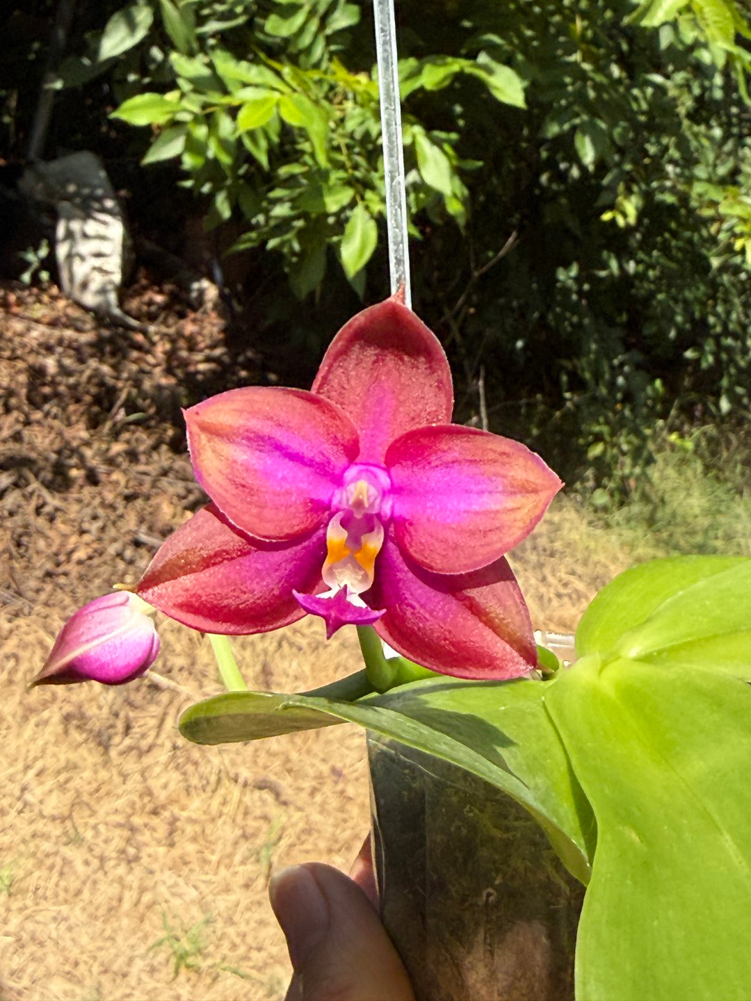 AMM302-1 Phalaenopsis (Mituo Princess X Mituo GH King Star) (seed grown) 260713 Flowering