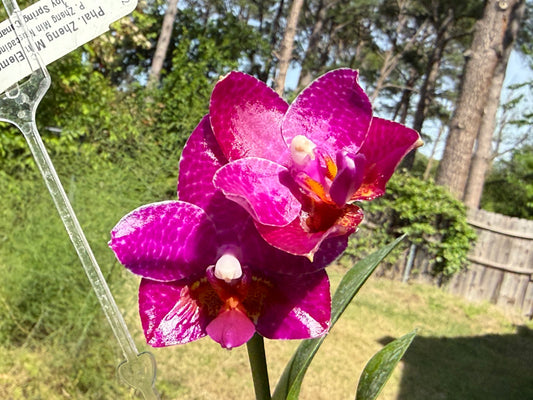 Phalaenopsis Mituo Sun X Mituo Speciosa Dragon - Seed Grown 260404 Flowering