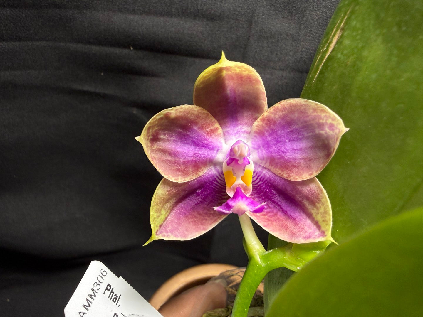 AMM306 - Phalaenopsis (Mituo Bellina Smurfs X Mituo Purple Dragon) (seed grown) 260713 Flowering