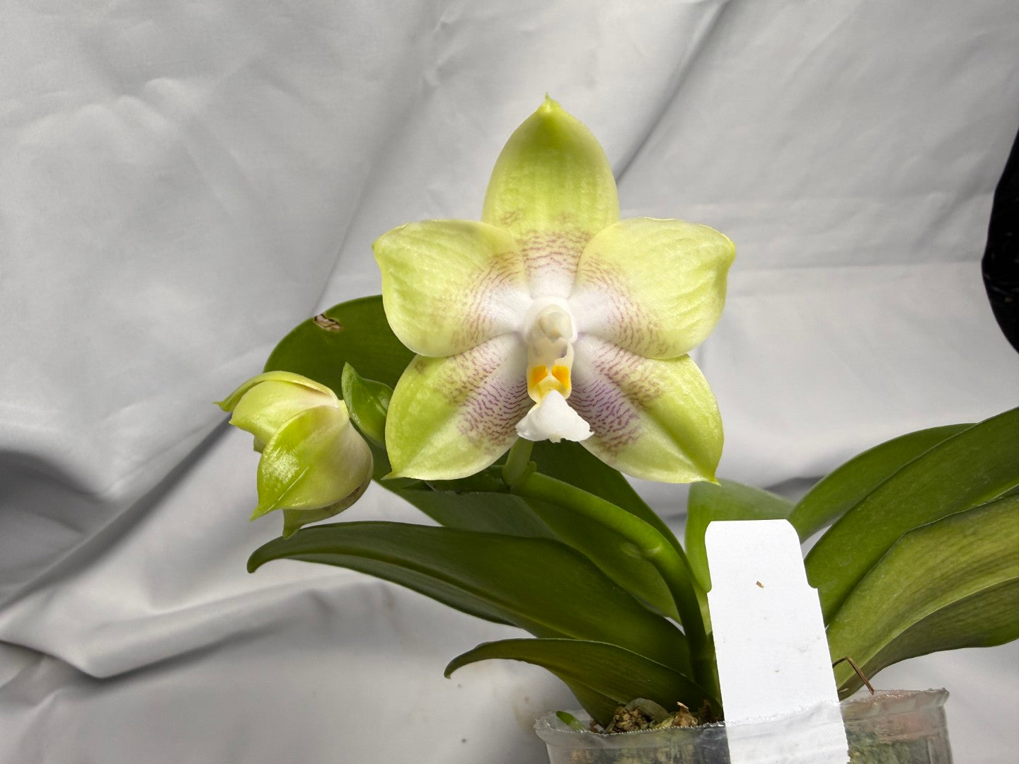 AMM308 - Phalaenopsis Yungho Gleb Canary X Zheng Min Formosa - Seed Grown - Flowering 260611