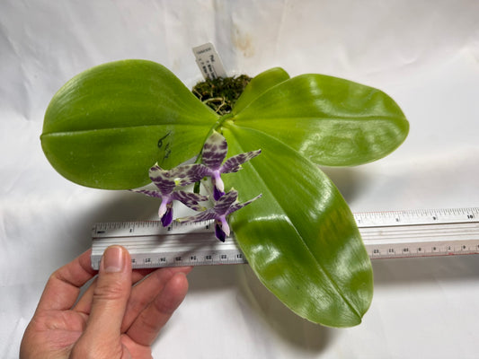 Phalaenopsis Mituo Frozen Land 260606 Seed Grown Flowering