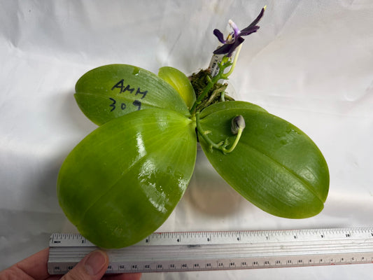 Phalaenopsis Mituo Frozen Land 260607 Seed Grown Flowering