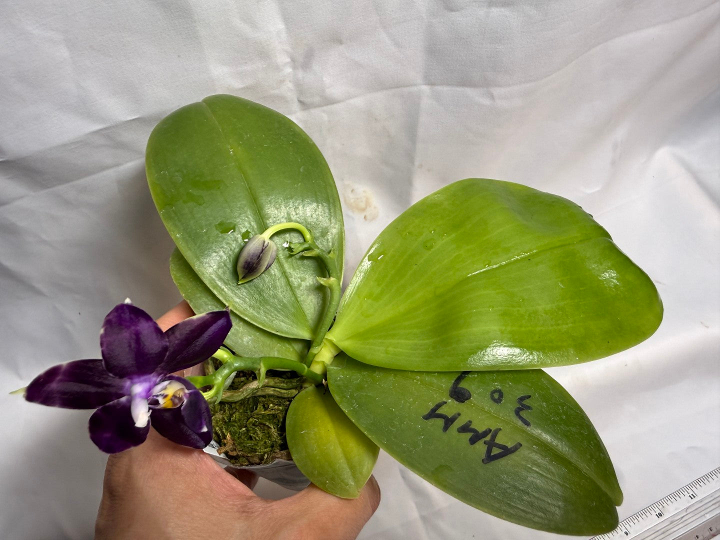 Phalaenopsis Mituo Frozen Land 260607 Seed Grown Flowering