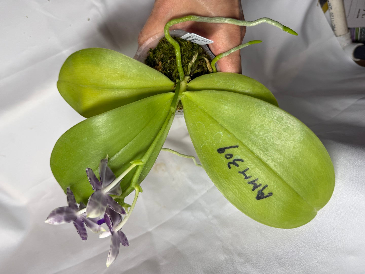 AMM309 Phalaenopsis Mituo Frozen Land 260609 Seed Grown Flowering