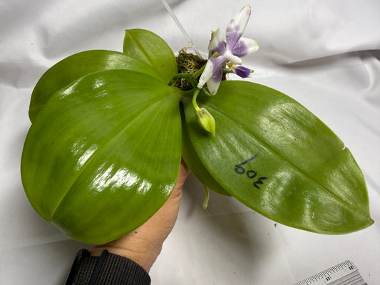 AMM309 Phalaenopsis Mituo Frozen Land 260614 Seed Grown Flowering