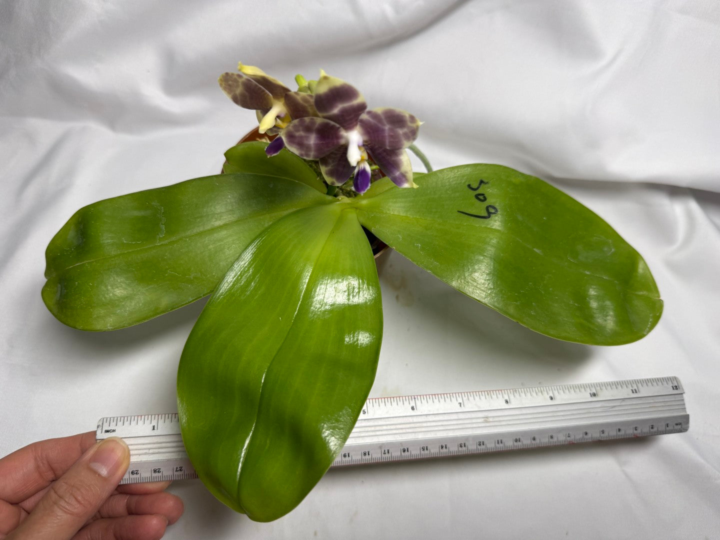 AMM309 Phalaenopsis Mituo Frozen Land 260615 Seed Grown Flowering