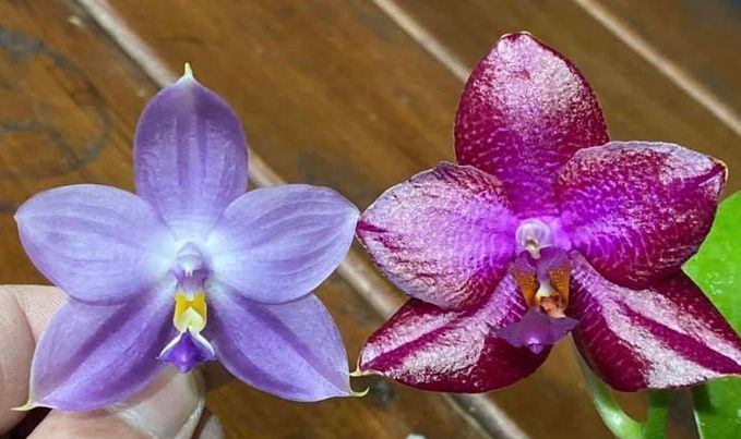 Phalaenopsis Mituo Dragon Scale 230902 Flowering