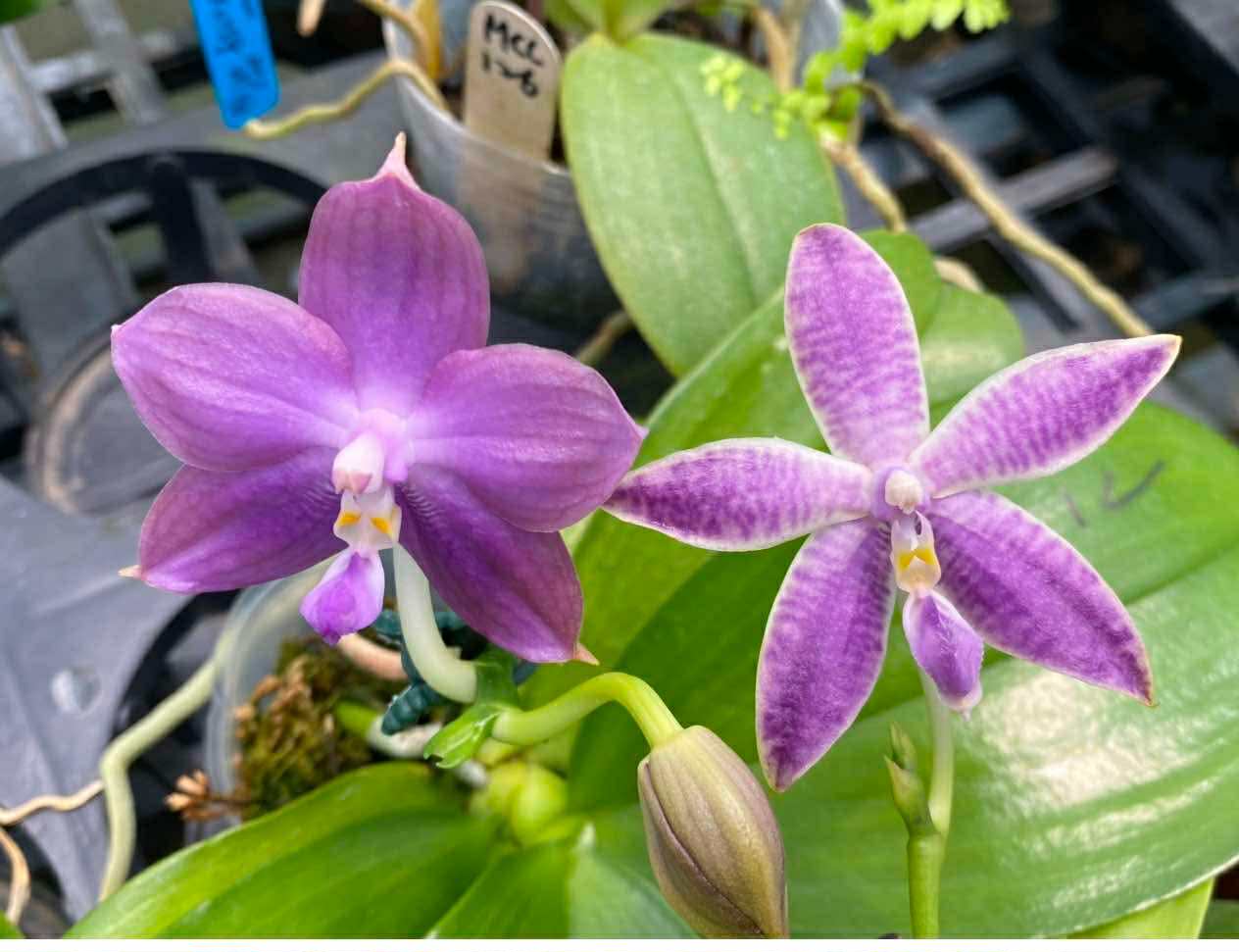 Phalaenopsis Mituo Speciosa Dragon x KS Blue Ludde