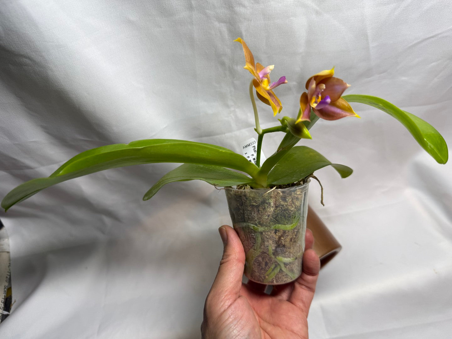 AMM333 - Phalaenopsis (Mituo Speciosa Dragon X Mituo GH King Star) (seed grown) Flowering 260608