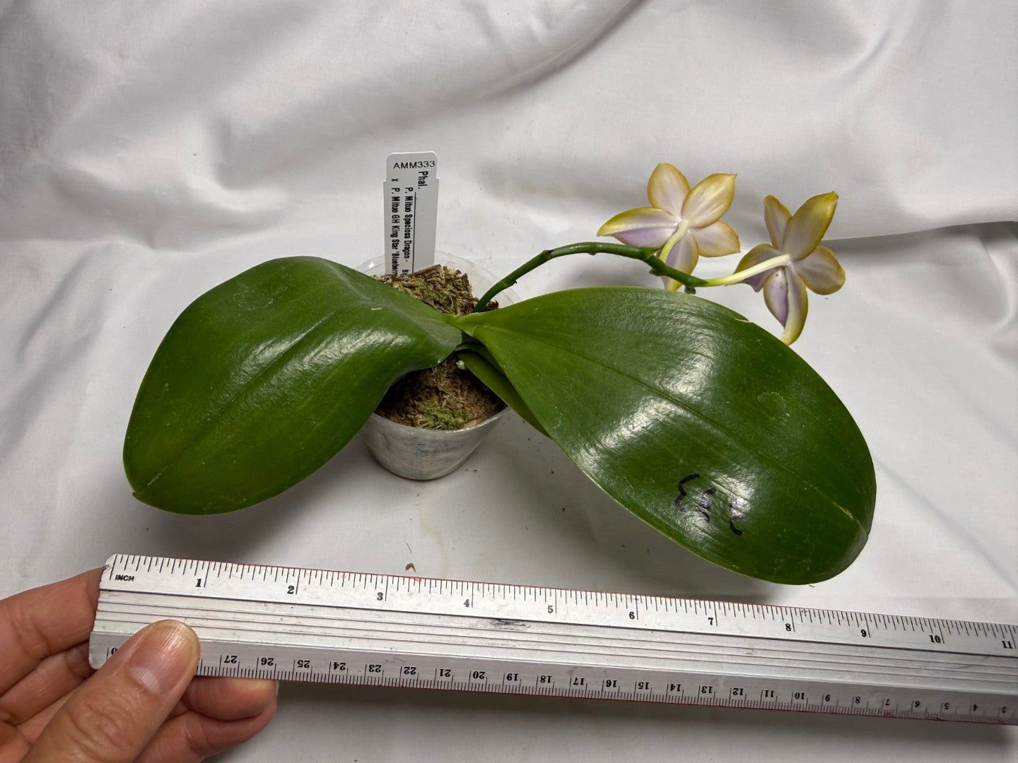 AMM333 - Phalaenopsis Mituo Palette (seed grown) 260614