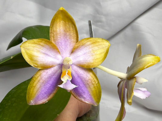 AMM333 - Phalaenopsis Mituo Palette (seed grown) 260614