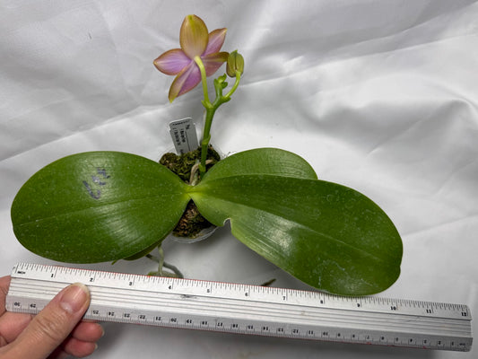 Phalaenopsis Mituo Super Dragon x Mituo Reflex Dragon - Seed Grown 260404 Flowering