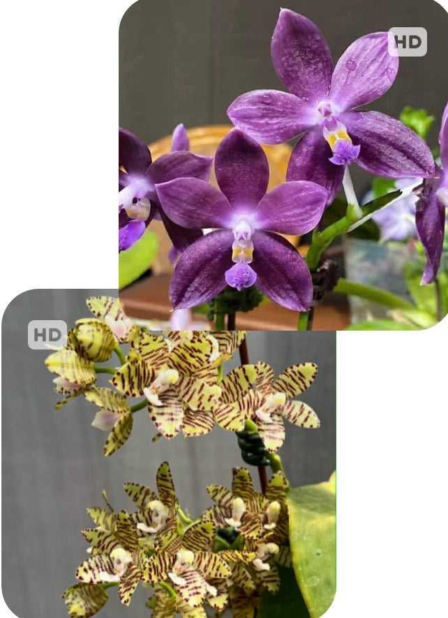 Phalaenopsis Mituo Speciosa 'B-1' x Phalaenopsis kapuasensis ‘Mituo‘ (seed grown)