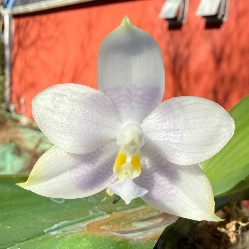 Phalaenopsis Mituo Purple Dragon X Mituo Speciosa Dragon - Seed Grown