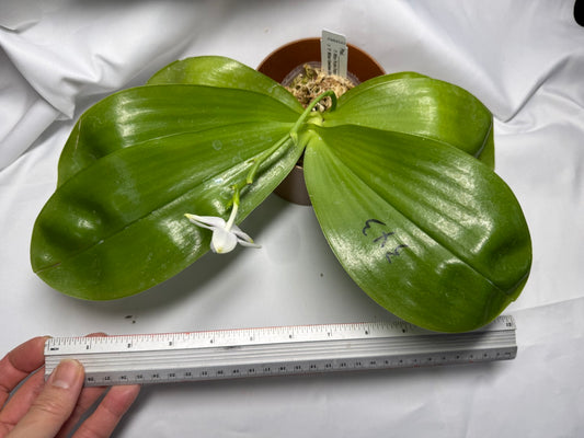 Phalaenopsis Mituo Purple Dragon X Mituo Speciosa Dragon 251227 Seed Grown