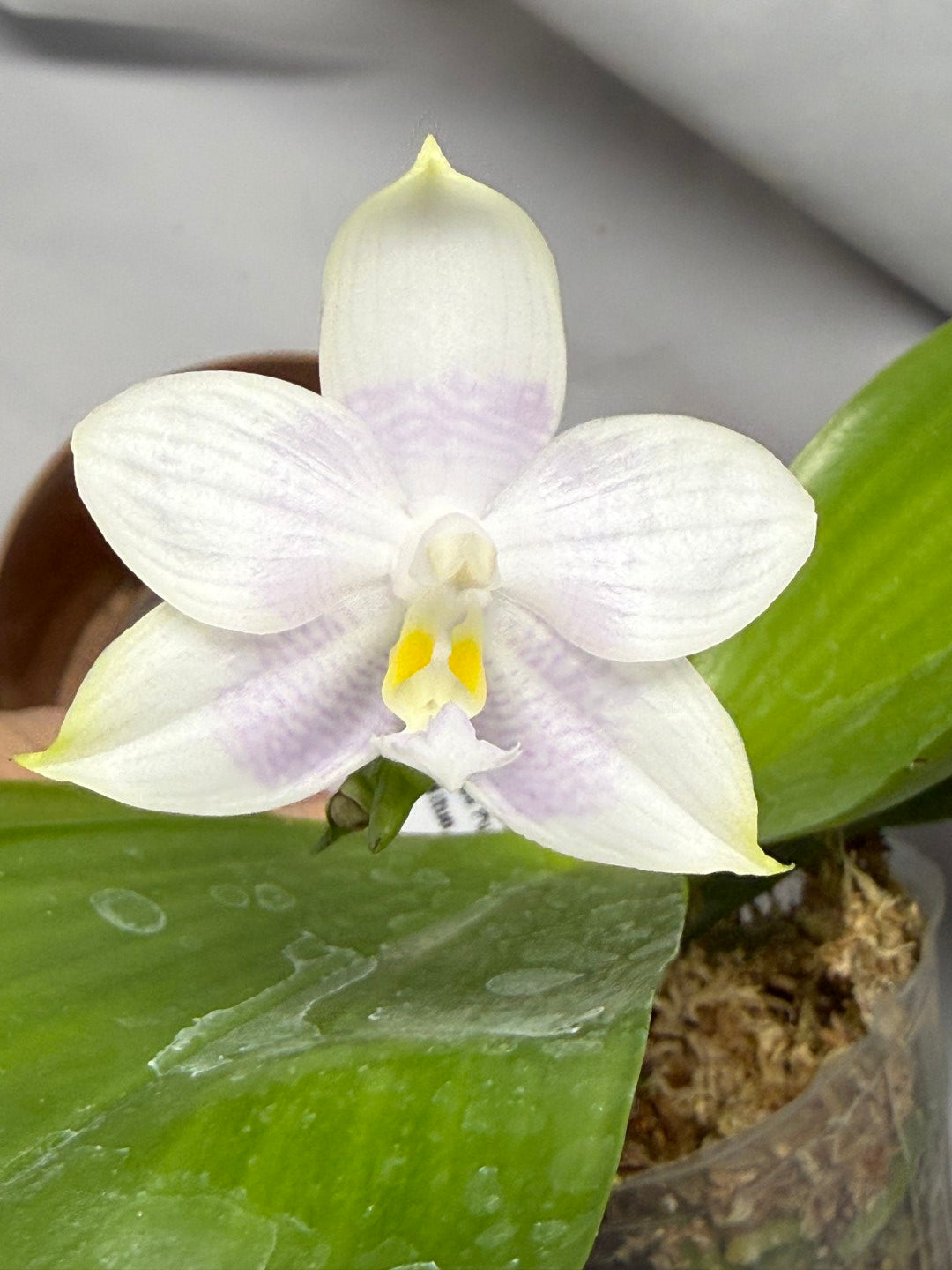 Phalaenopsis Mituo Purple Dragon X Mituo Speciosa Dragon 251227 Seed Grown