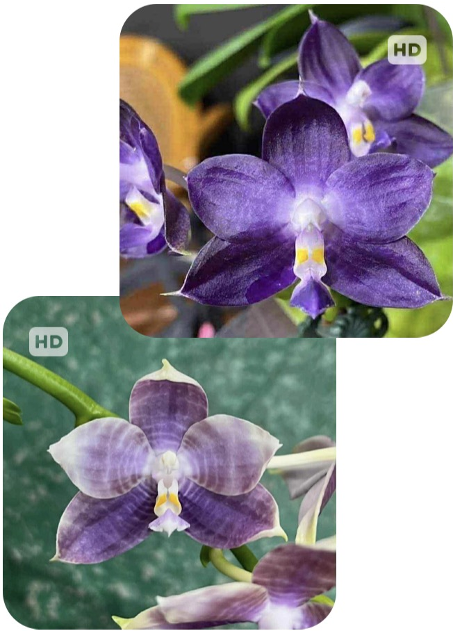 Phalaenopsis Mituo Purple Dragon X Mituo Speciosa Dragon - Seed Grown