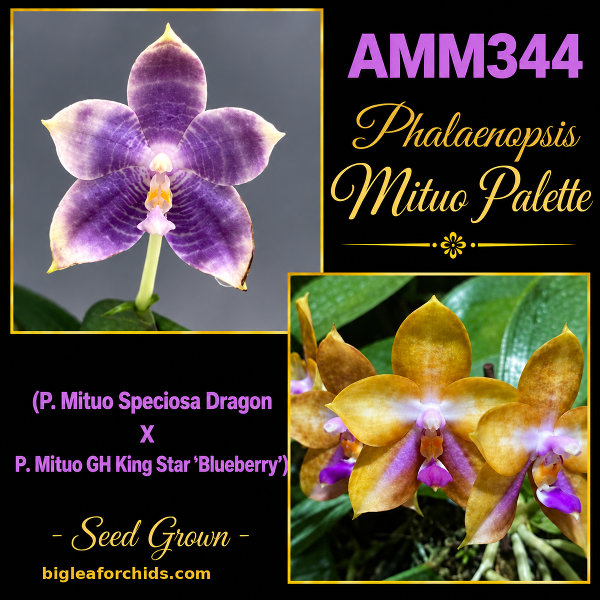 AMM344 Phalaenopsis Mituo Palette - Seed grown