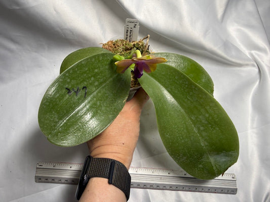 Phalaenopsis (Mituo Blue Firefly X Mituo GH King Star) 260426 seed grown Flowering