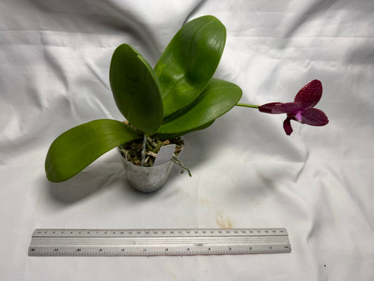 AMM348 Phalaenopsis Mituo Doodlebug #10 seed grown 260714 Flowering