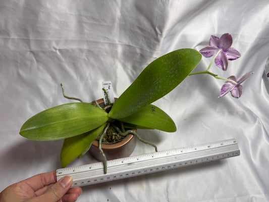 AMM348 Phalaenopsis Mituo Doodlebug #15 seed grown 20804 Flowering
