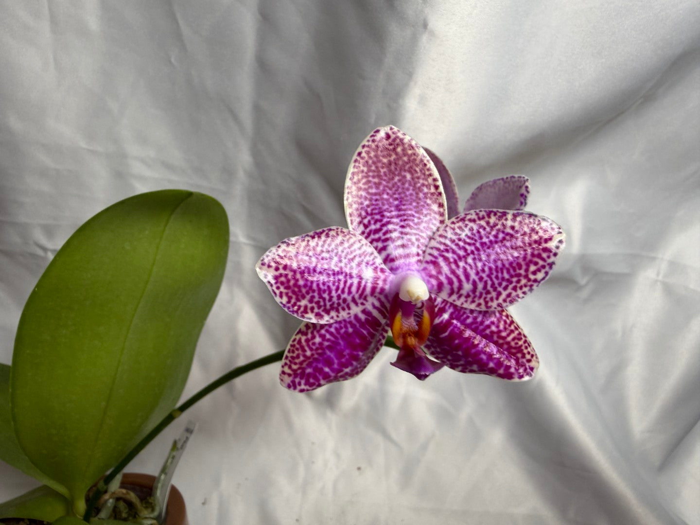 AMM348 Phalaenopsis Mituo Doodlebug #15 seed grown 20804 Flowering