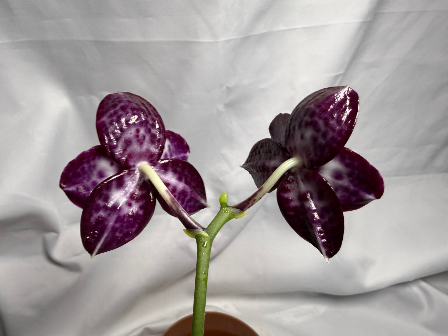 Phalaenopsis (Mituo Sunrise X Mituo Blue Cat) seed grown 260611 Flowering