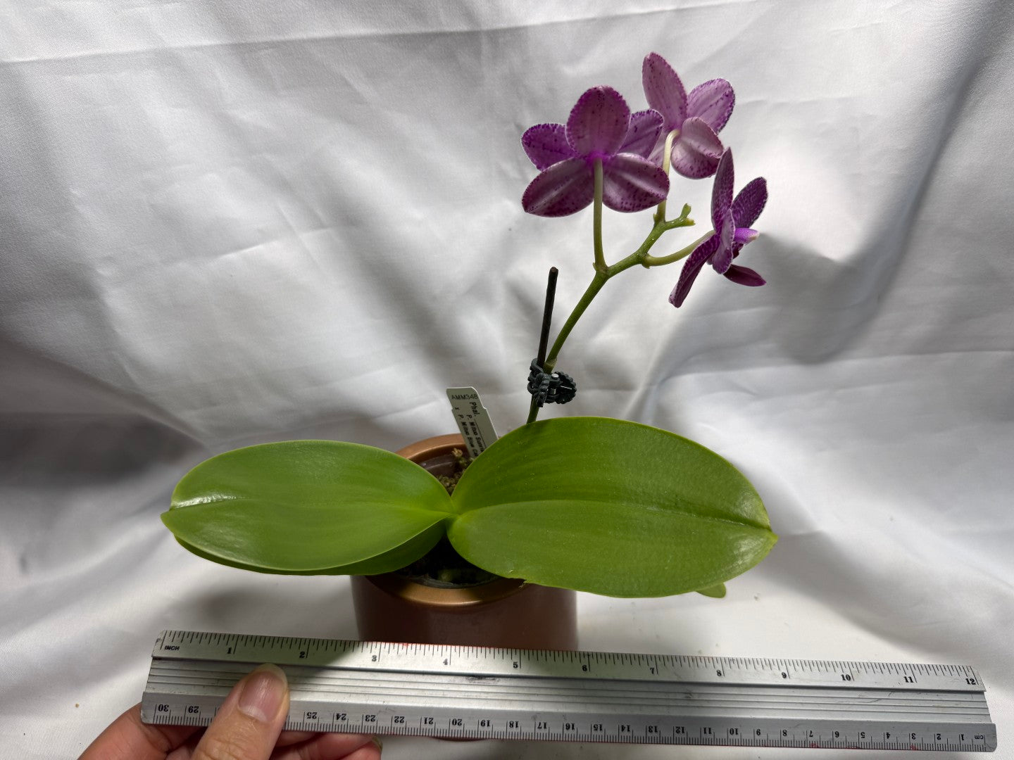AMM348 Phalaenopsis Mituo Doodlebug seed grown 260626 Flowering