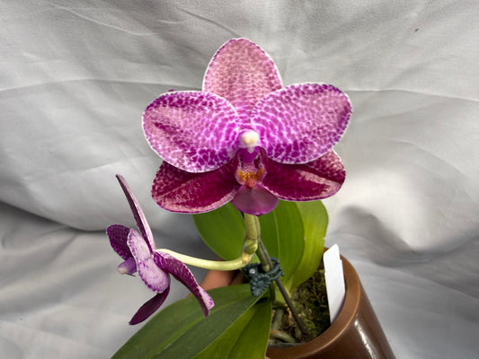 AMM348 Phalaenopsis Mituo Doodlebug seed grown 260626 Flowering