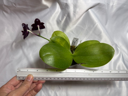 AMM348 Phalaenopsis Mituo Doodlebug #13 seed grown 20804 Flowering