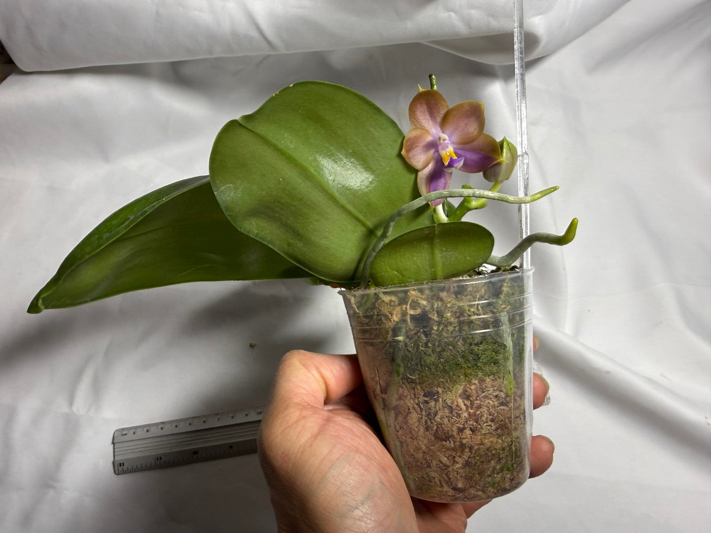 AMM361 Phalaenopsis WG Bear Terms - Seed Grown 260714 Flowering