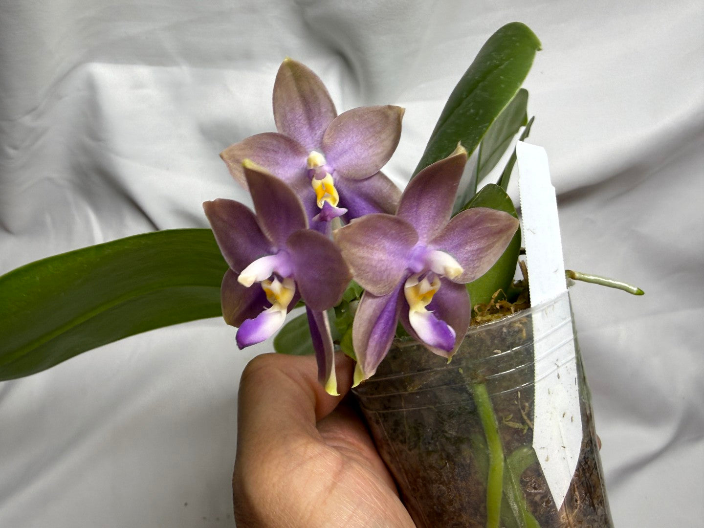 AMM361 Phalaenopsis WG Bear Terms - Seed Grown 260812 Flowering
