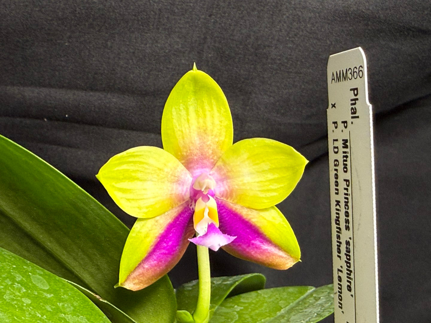 AMM366 -Phalaenopsis (Mituo Princess X LD Green Kingfisher) (seed grown) Flowering keiki