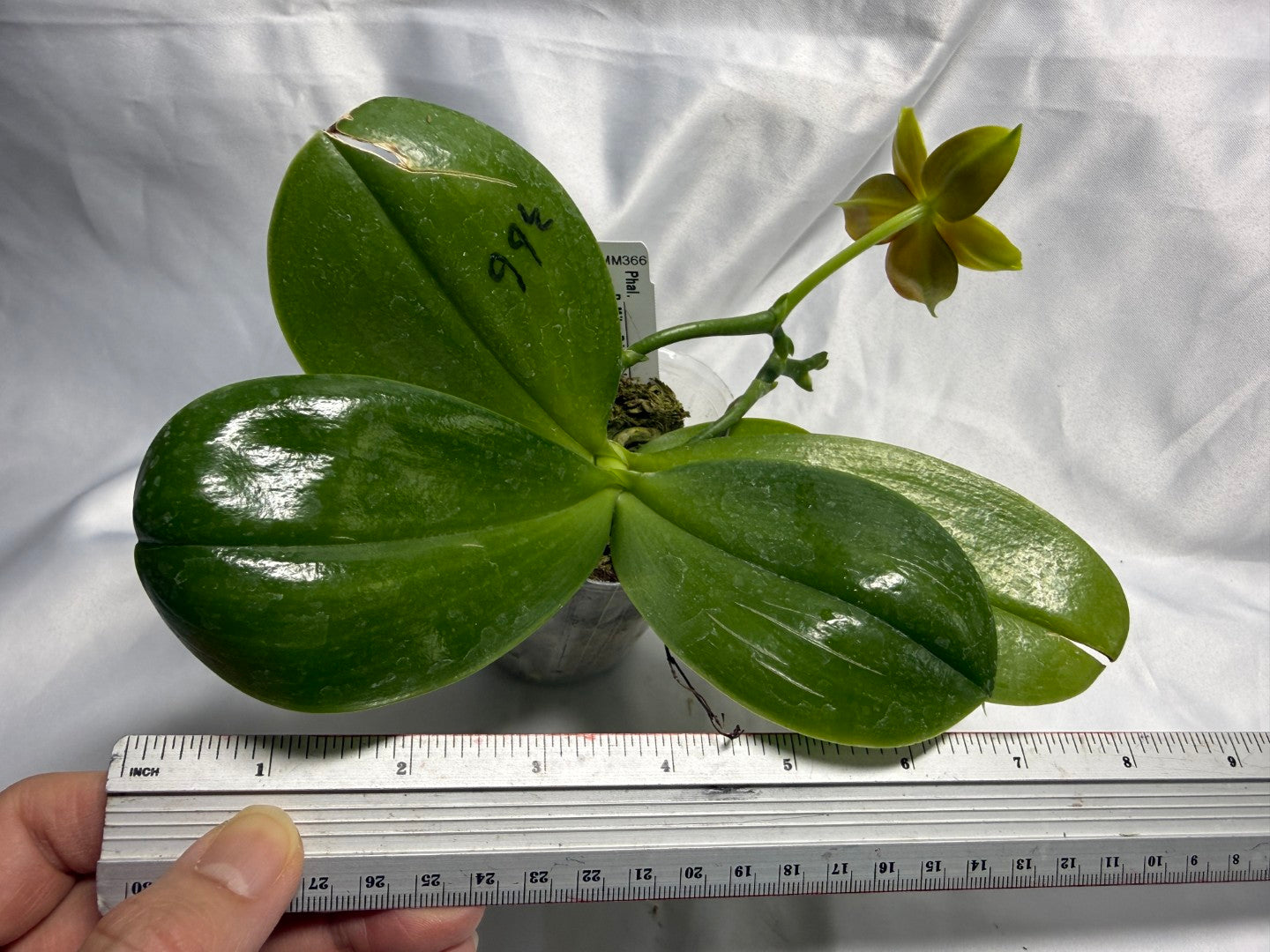 AMM366 -Phalaenopsis (Mituo Princess X LD Green Kingfisher) (seed grown) Flowering 260831