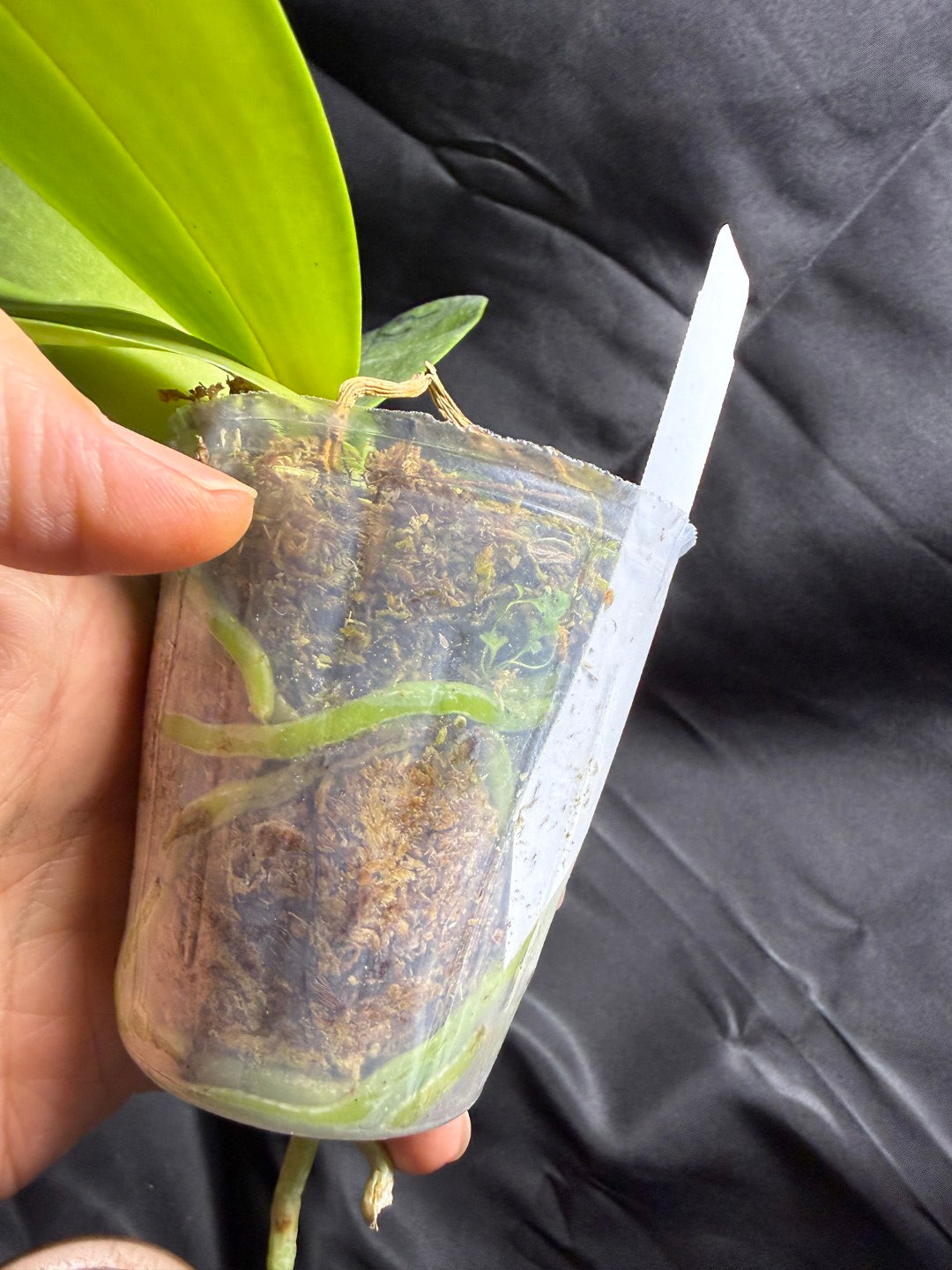 AMM371 - Phalaenopsis Mituo Wukong (seed grown) 260703 Flowering