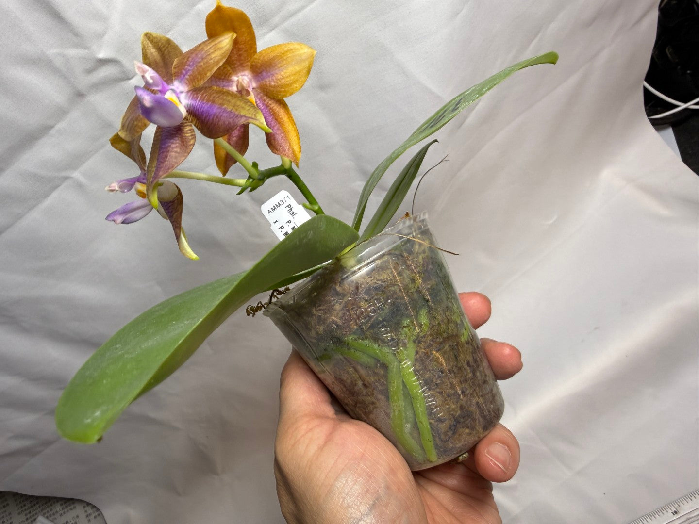 AMM371 - Phalaenopsis Mituo Wukong (seed grown) 260607 Flowering