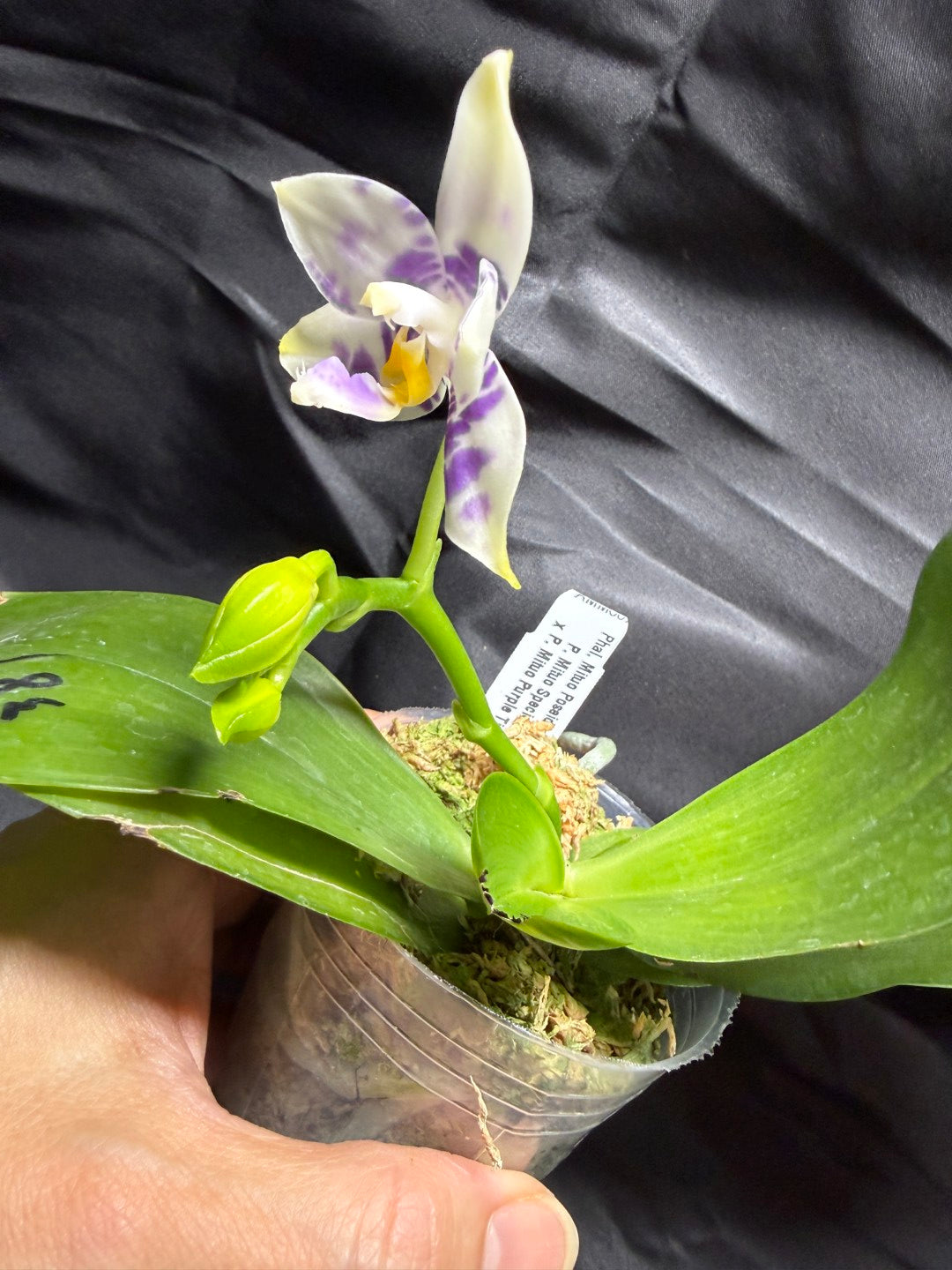 AMM387 Phalaenopsis Mituo Poseidon Flowering Seed Grown 260703