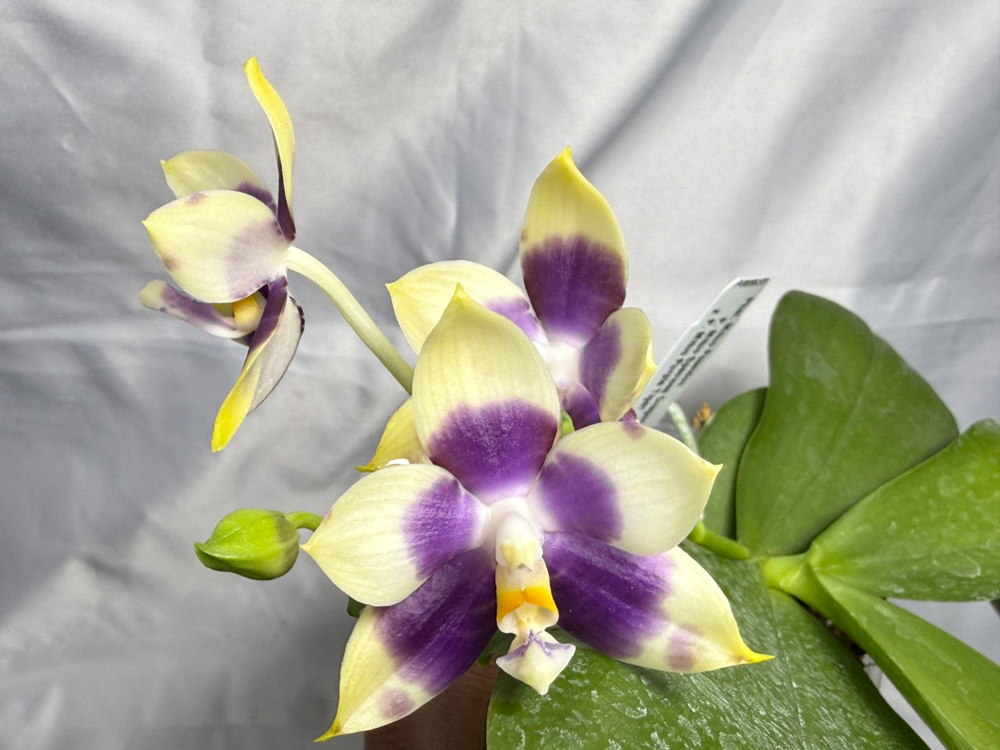 AMM387 Phalaenopsis Mituo Poseidon #5 Flowering Seed Grown 260831