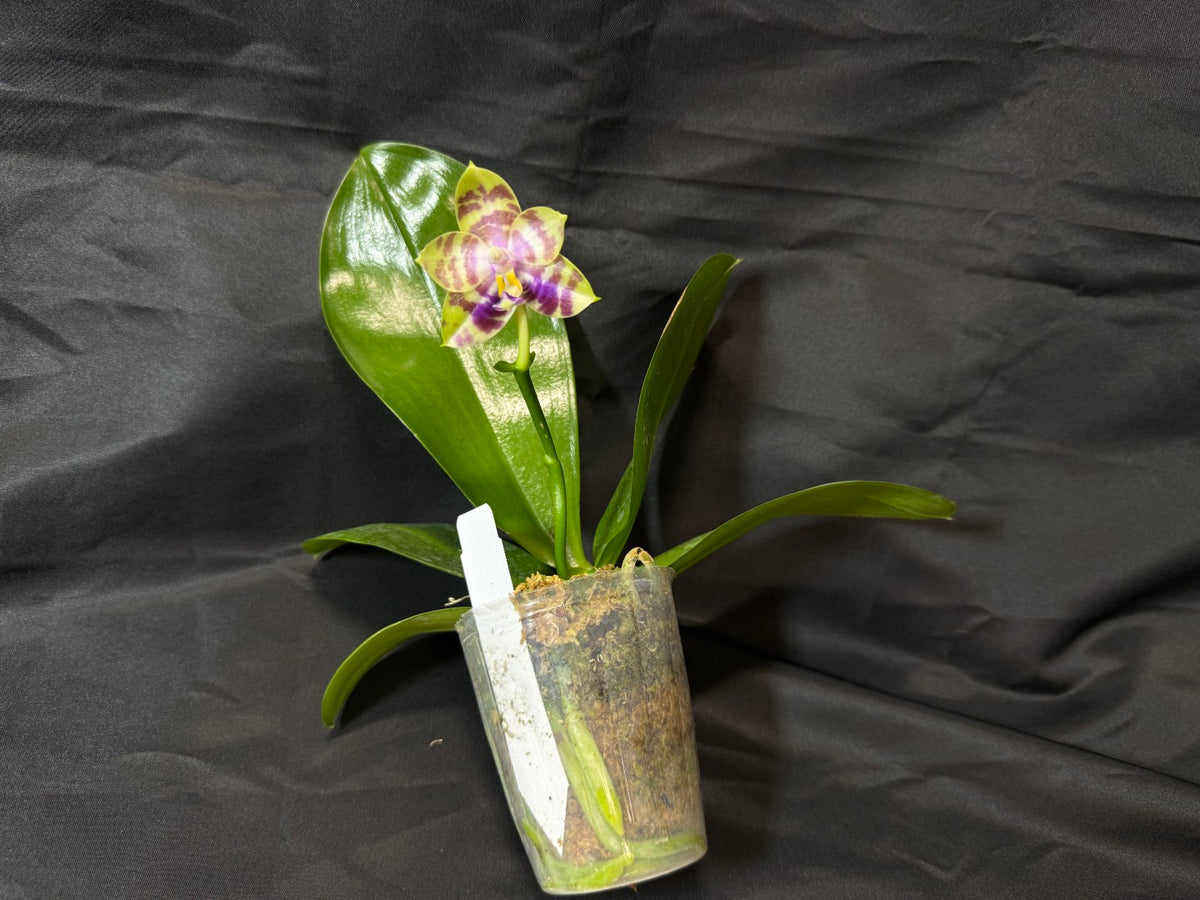 AMM388 Phalaenopsis Mituo Poison Dart Frog - Seed grown 261029 Flowering