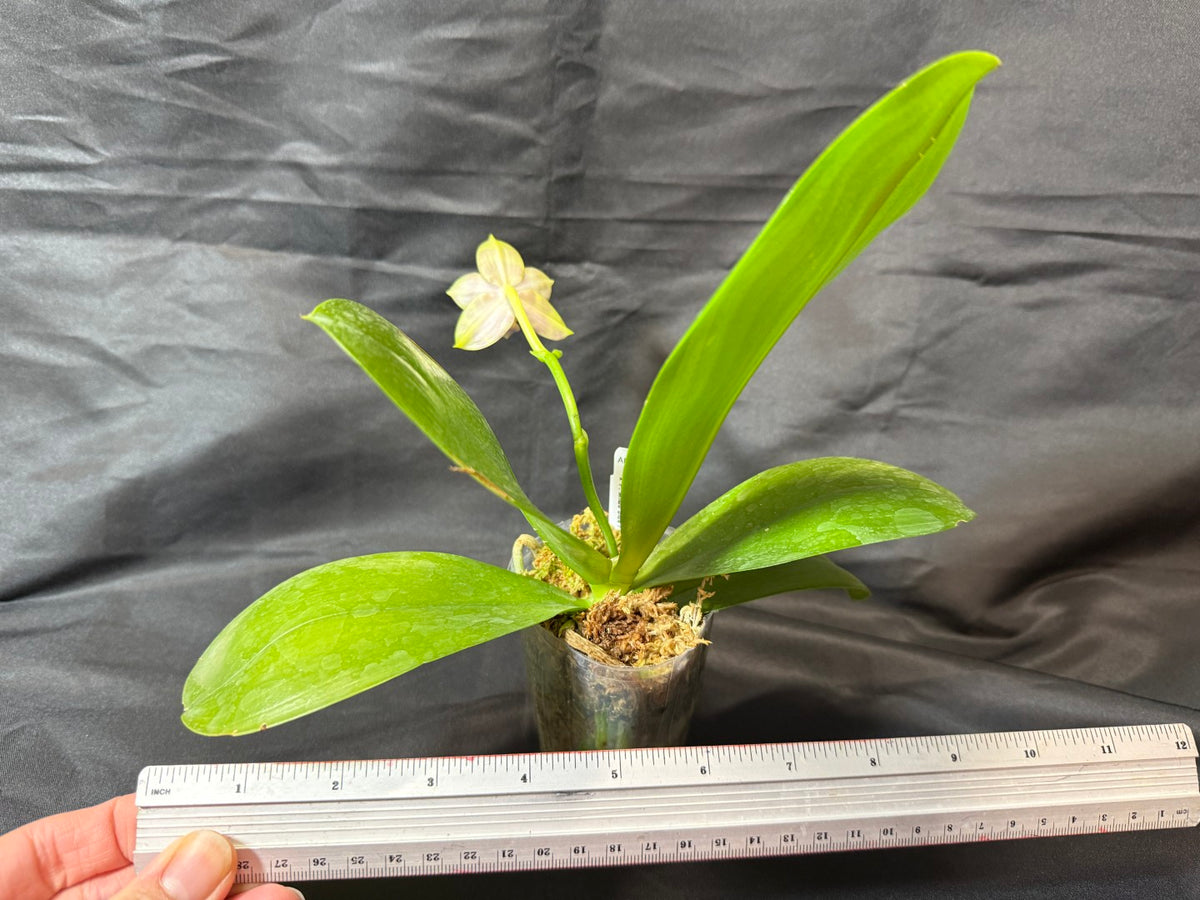 AMM388 Phalaenopsis Mituo Poison Dart Frog - Seed grown 261029 Flowering
