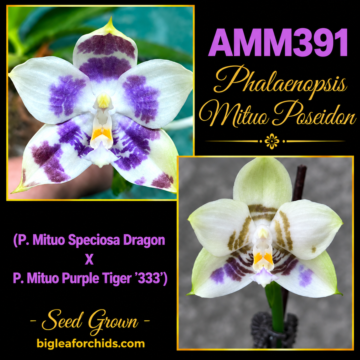 AMM391 Phalaenopsis Mituo Poseidon - Seed grown