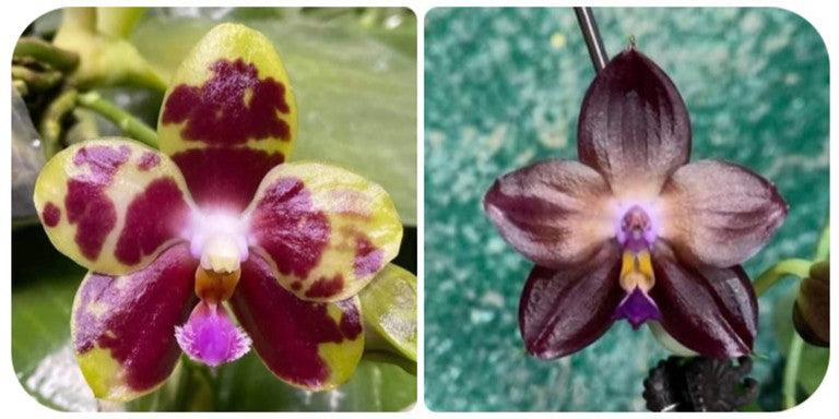 Phalaenopsis Mituo Dragon Star - Seedling
