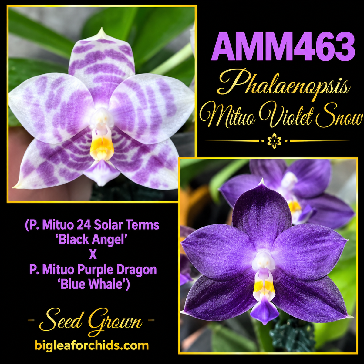 AMM463 Phalaenopsis Mituo Violet Snow - seed grown