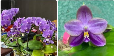 Phalaenopsis Mituo Vivien