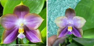 Phalaenopsis Mituo Blue Frog - Seedling