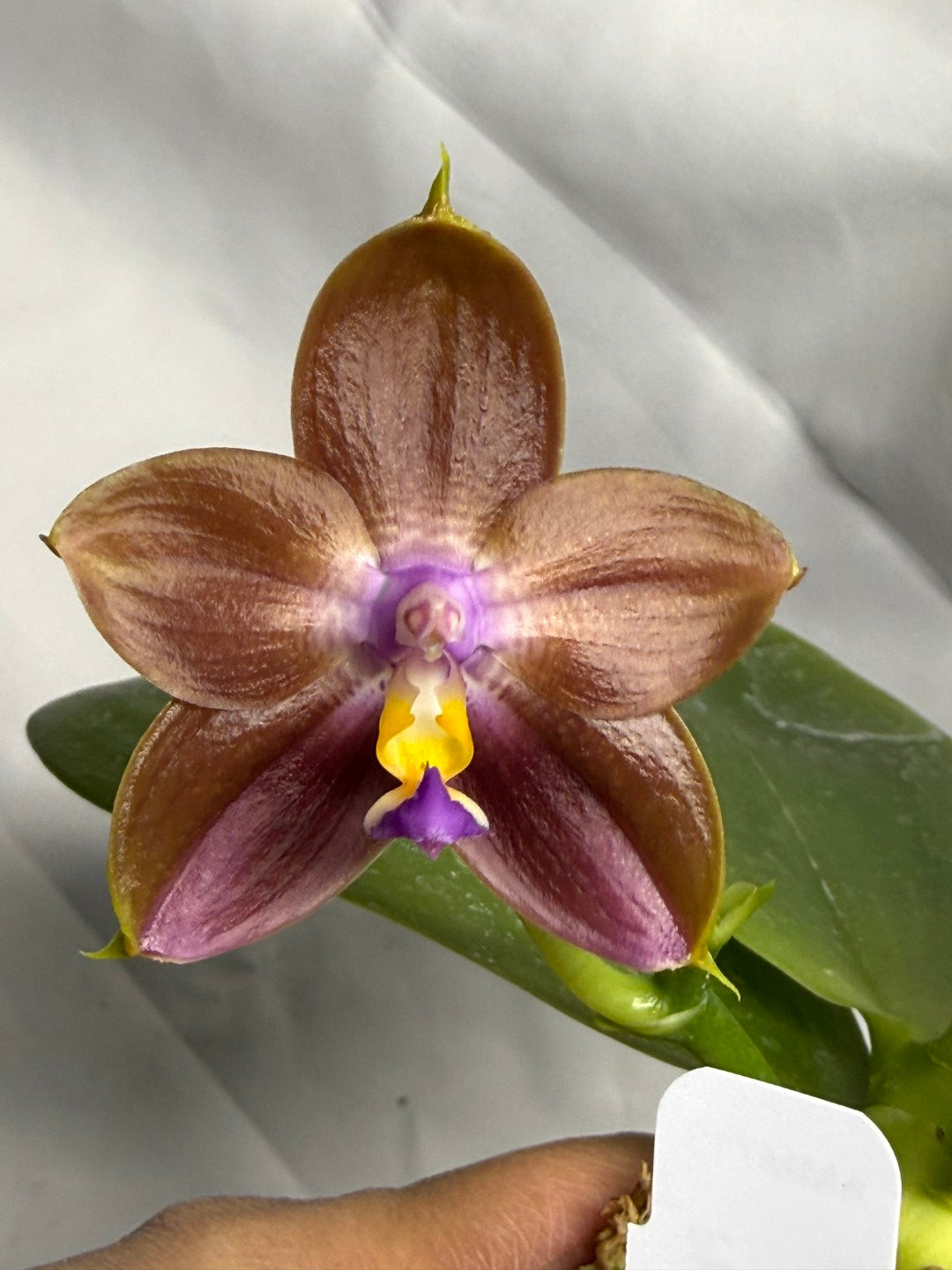 Phalaenopsis Mituo Hsien x Mituo Purple Dragon 260218 Flowering