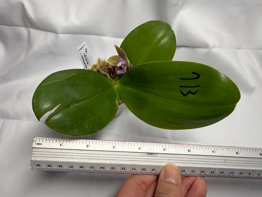 Phalaenopsis Mituo Hsien x Mituo Purple Dragon 251025 Flowering