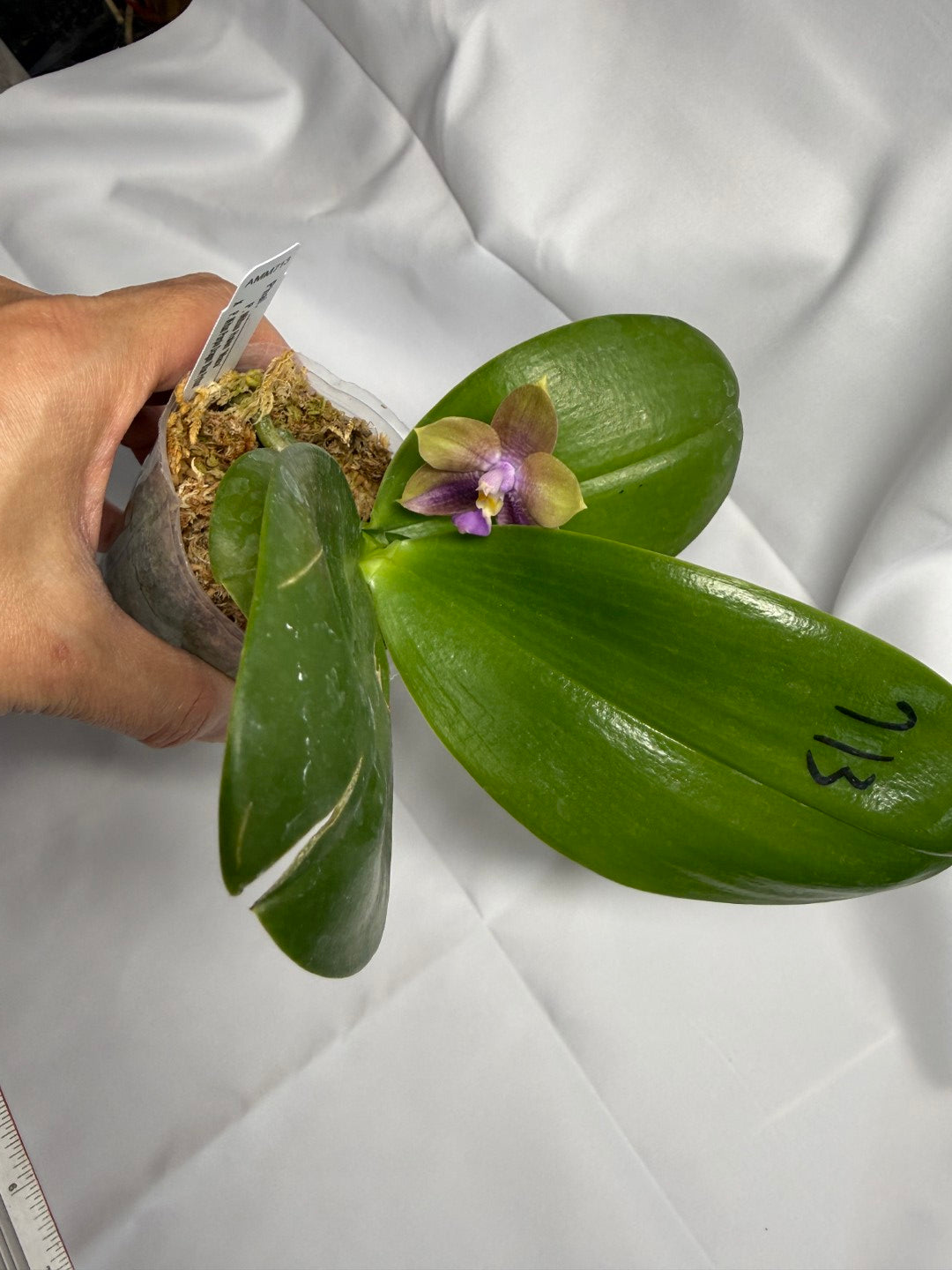 Phalaenopsis Mituo Hsien x Mituo Purple Dragon 251025 Flowering